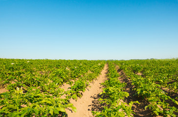 Potato field cultivation on organic technology