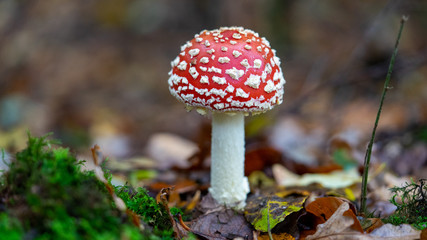fly agaric in the forest