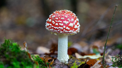fly agaric mushroom