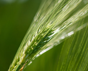 Green ears of young wheat, close-up.
