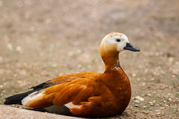 Duck on the shore Red husk lies on the sand.