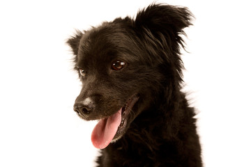 Portrait of an adorable Mixed breed dog