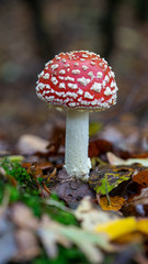 fly agaric in the forest