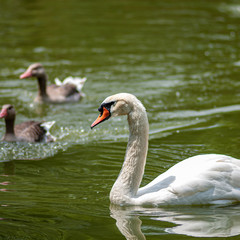 White swan swims on a pond against the background of wild geese, close-up.