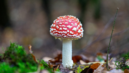 fly agaric mushroom