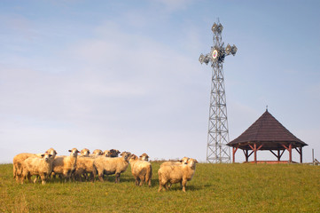 owce - Krzyż - Czarna Góra - Gmina Bukowina