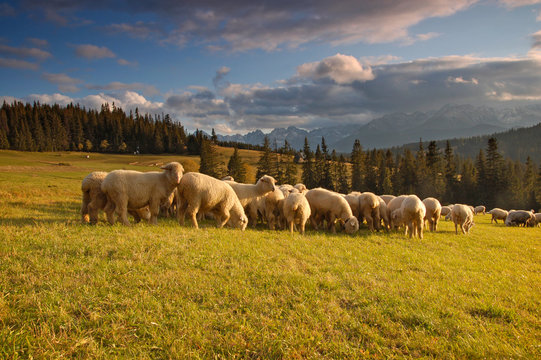 Wypas Owiec - Bukowina Tatrzańska - Tatry