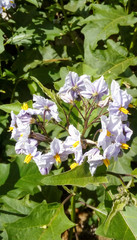 blue flowers in garden