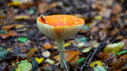red mushroom in the forest
