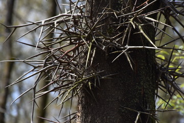 Honey Locust Tree