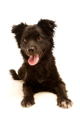 Studio shot of an adorable Mixed breed dog