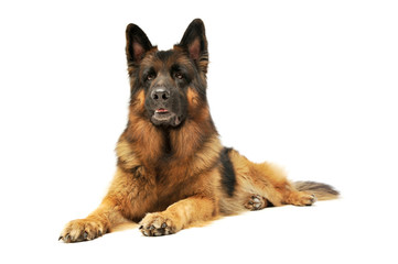 Studio shot of an adorable German shepherd