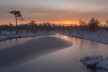 Beautiful frosty morning in the swamp. Karelian isthmus. Russia