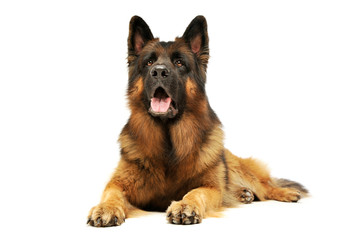 Studio shot of an adorable German shepherd