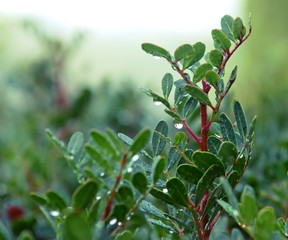 Water droplets on wild privet leaves after rain.