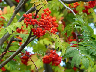 red berries of viburnum on a branch