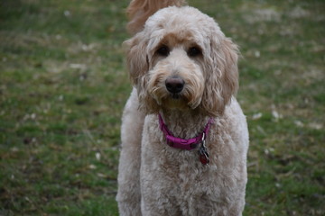 The Goldendoodle Stare