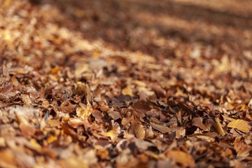 Fall.