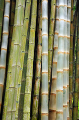bamboo grove