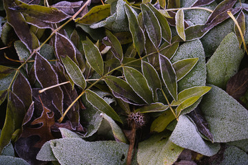 green plant in the garden