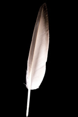 beautiful Mallard feather Anas  platyrhynchos close up