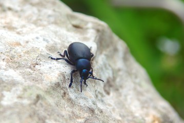 Italian bloody-nosed beetle (Timarcha nicaeensis italica) spotted near Terracina, Italy. Close up macro shot.
