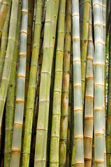 bamboo grove