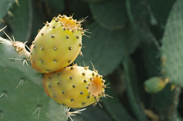 Prickly pear. Barbary fig. Moroccan cactus. Close- up.