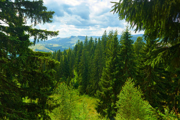 Fototapeta premium beautiful summer landscape, spruces on hills, cloudy sky and wildflowers - travel destination scenic, carpathian mountains
