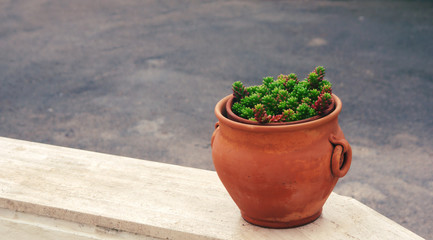 Handmade ceramic pot with green succulent plant.
