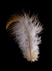 beautiful fluffy feather domestic chicken close-up