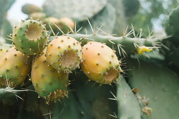 Prickly pear. Barbary fig. Moroccan cactus. Close- up.