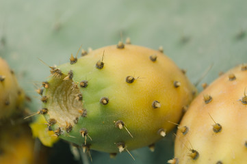 Prickly pear. Barbary fig. Moroccan cactus. Close- up.