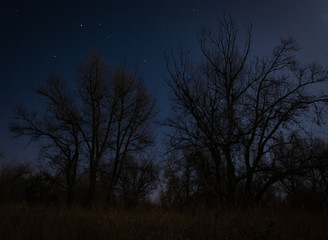 Fototapeta na wymiar Night landscape with a dark trees