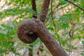 twisted tree trunk