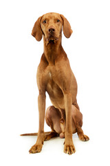 Studio shot of an adorable Hungarian Vizsla