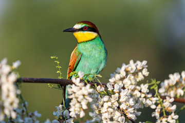 beautiful colored bird sits among a flowering tree