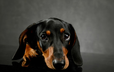 Studio shot of an adorable Dachshund