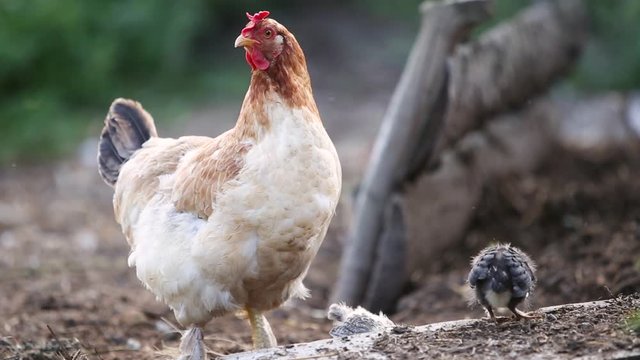 A hen with chicken walking on green grass in farm yard.