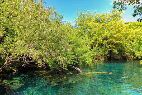 Tropical lake with clear water in natural forest of Indigenous Eyes Ecological Park and Reserve near Punta Cana, Dominican