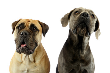 Portrait of an adorable bull mastiff and a great dane
