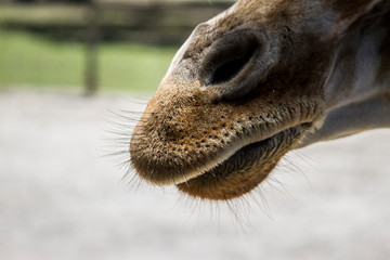 Giraffe tongue 