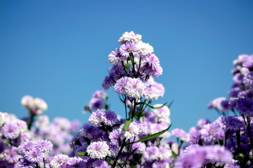 Beautiful purple margaret flower blooming in the garden form with blue sky, Mae Rim, Chiang Mai ,...