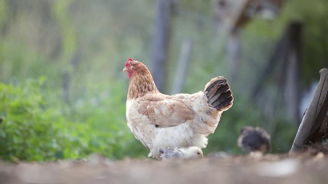 A hen with chicken walking on green grass in farm yard.