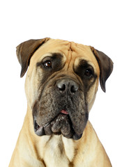 Portrait of an adorable bull mastiff