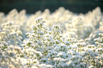 Beautiful white cutter flower blooming in the garden form, Mae Rim, Chiang Mai , Thailand
