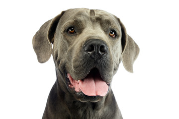 Portrait of an adorable great dane