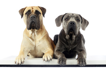 Studio shot of an adorable bull mastiff and a great dane