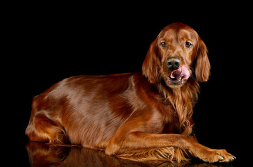 Studio shot of an adorable irish setter