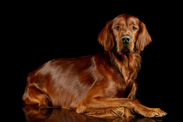 Studio shot of an adorable irish setter